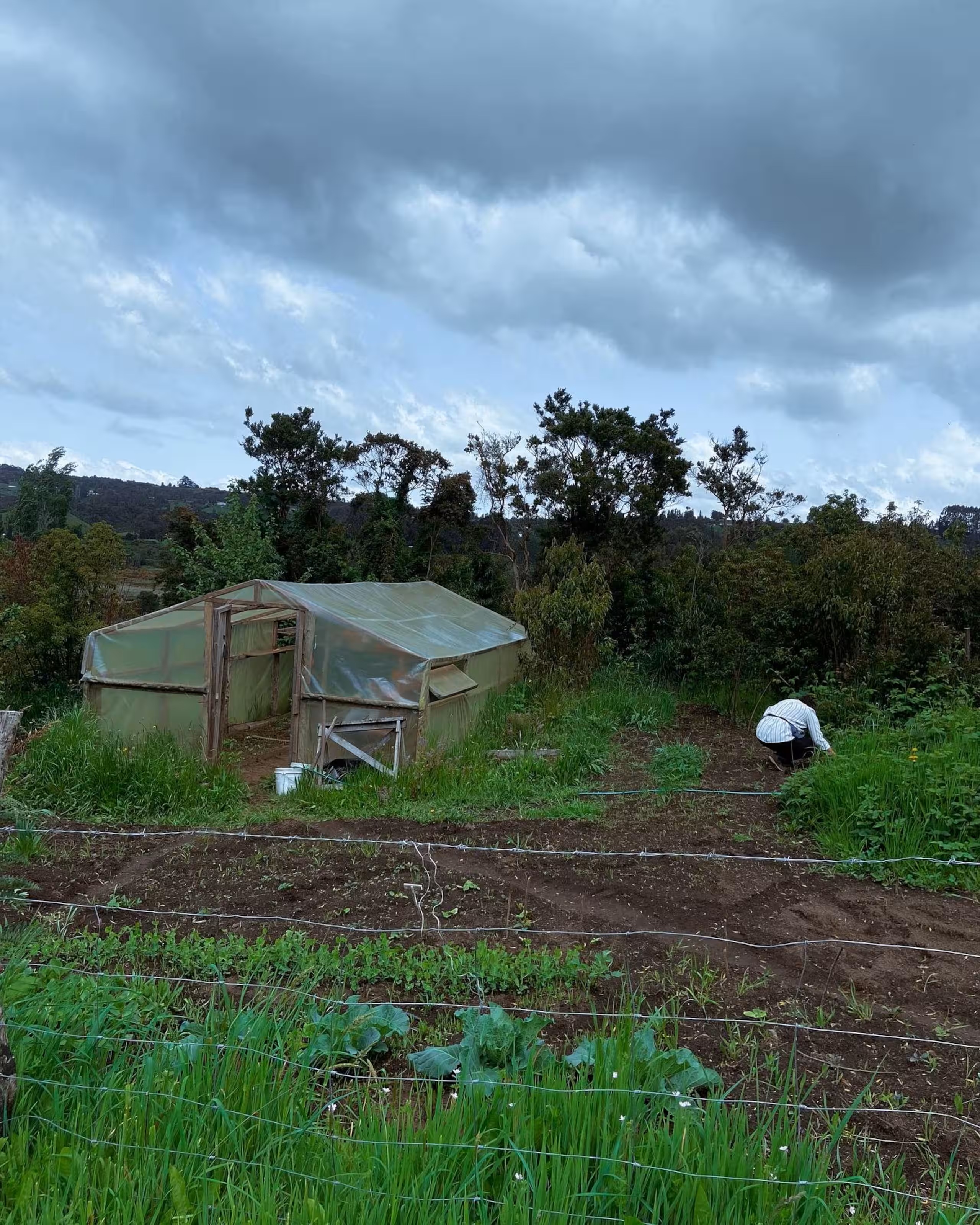 Greenhouse